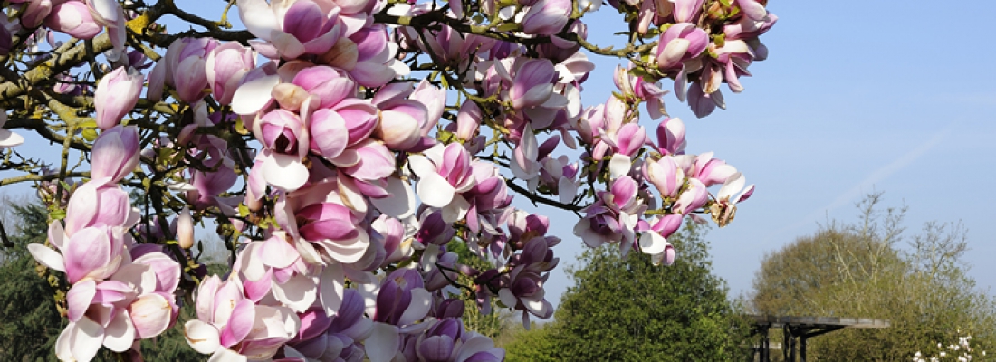 Le Parc floral de la Beaujoire