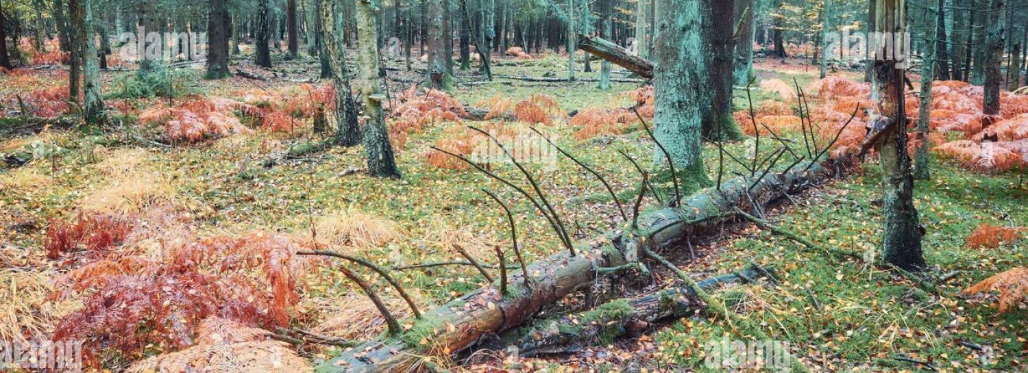 Ballade en forêt.
