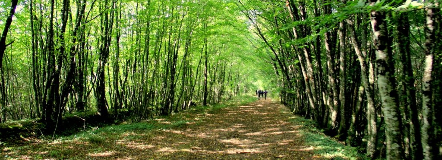 Marche tonique de  9 kms  le long de L Erdre 