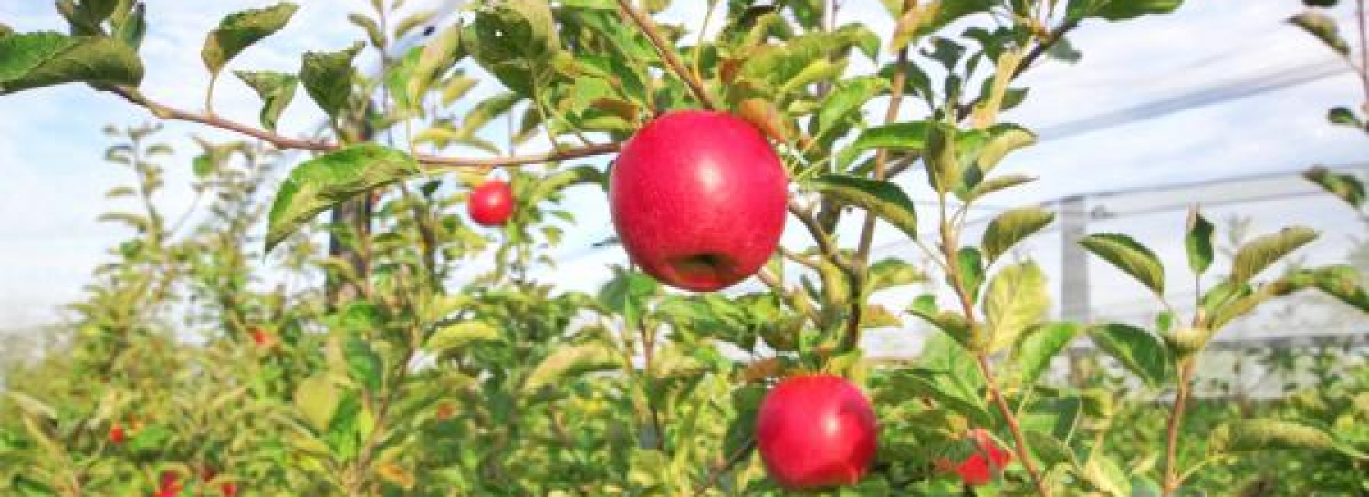 Cueillette de pommes puis boire un verre en terrasse