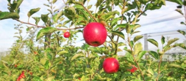 Cueillette de pommes puis boire un verre en terrasse