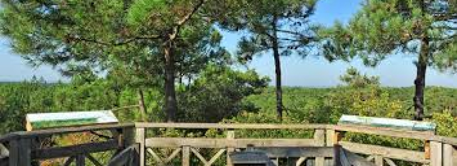 Rando Pique-Nique 17kms Foret domaniale du Pays de Monts