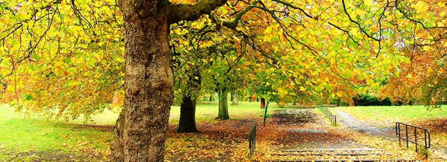 Fêtons l'Automne au Plessis.